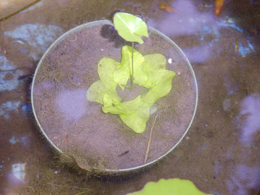 Nymphaea minuta July 26 06 Image024